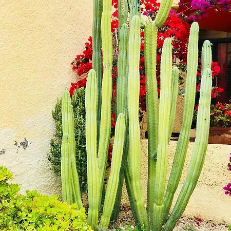 G&g Cortijo Playa de las Americas (Tenerife)